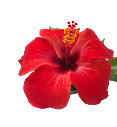 fleur d'hibiscus